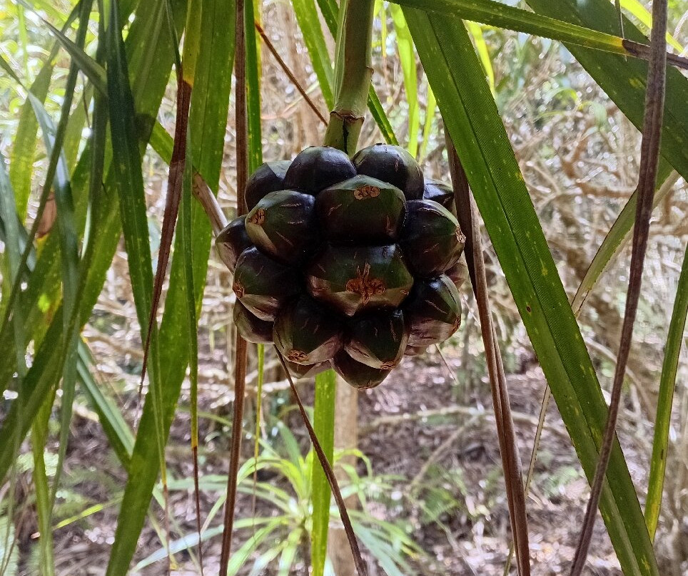 Grande Montagne Nature Reserve-罗德里格斯岛必去景点