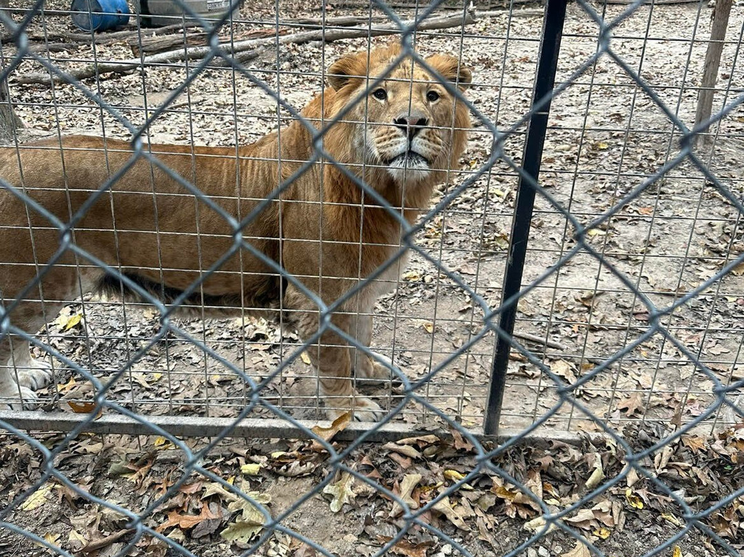 Wild Animal Adventure-斯坦顿必去景点