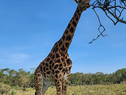 Camptrek Safaris LTD-内罗毕必去景点