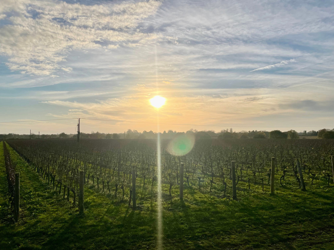 Tinwood Estate Vineyard-奇切斯特必去景点