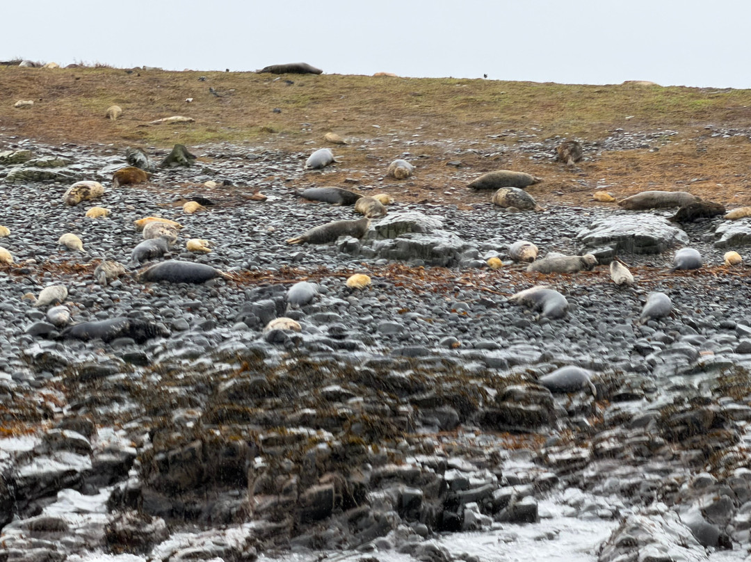 Billy Shiel's Boat Trips-Seahouses必去景点