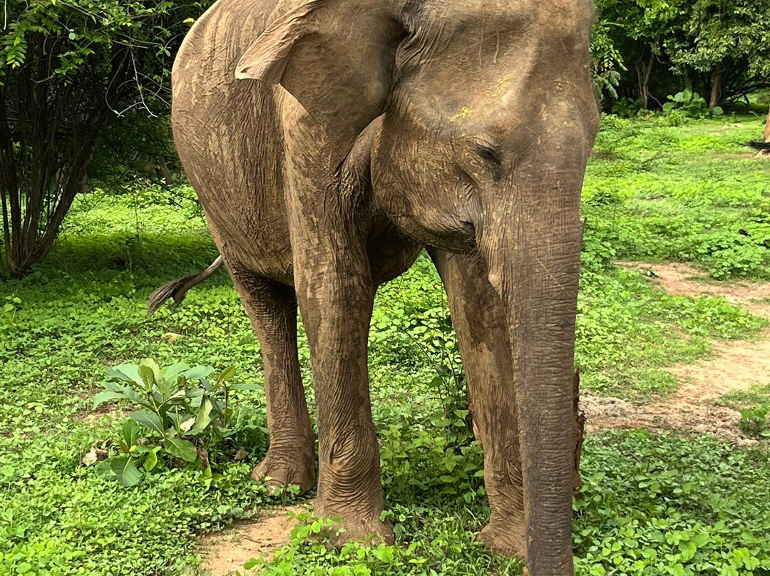 Niluka Safari-乌达瓦拉瓦必去景点
