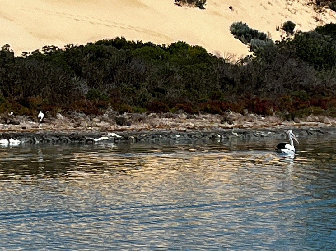 Coorong Wildside Tours-Meningie必去景点