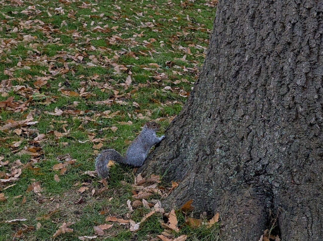 Whitby Museum-惠特比必去景点