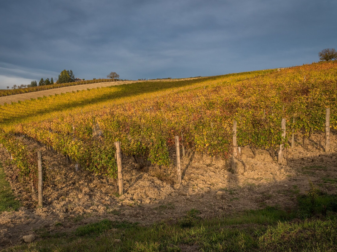 Torre dei Contini-Canelli必去景点