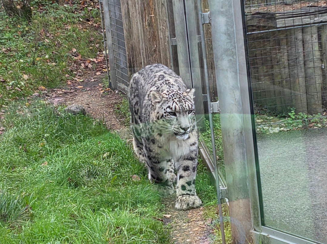 Marwell Zoo-温彻斯特必去景点