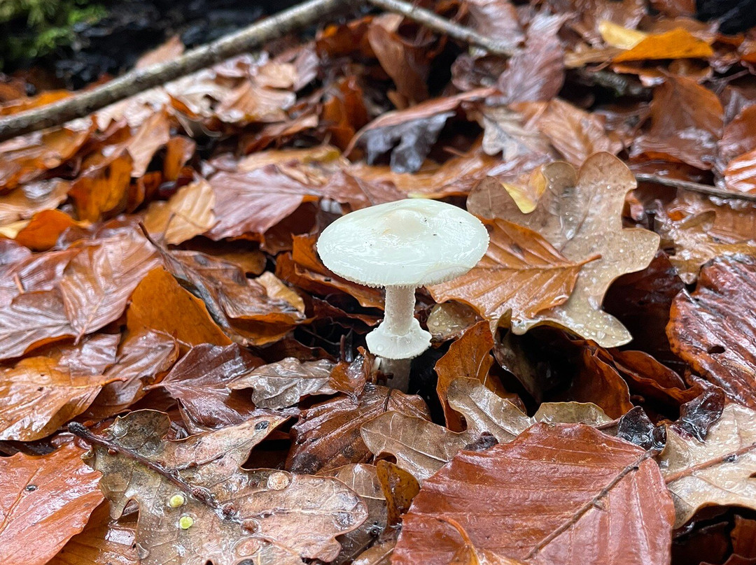 Wild New Forest Guided Tours-利明顿必去景点