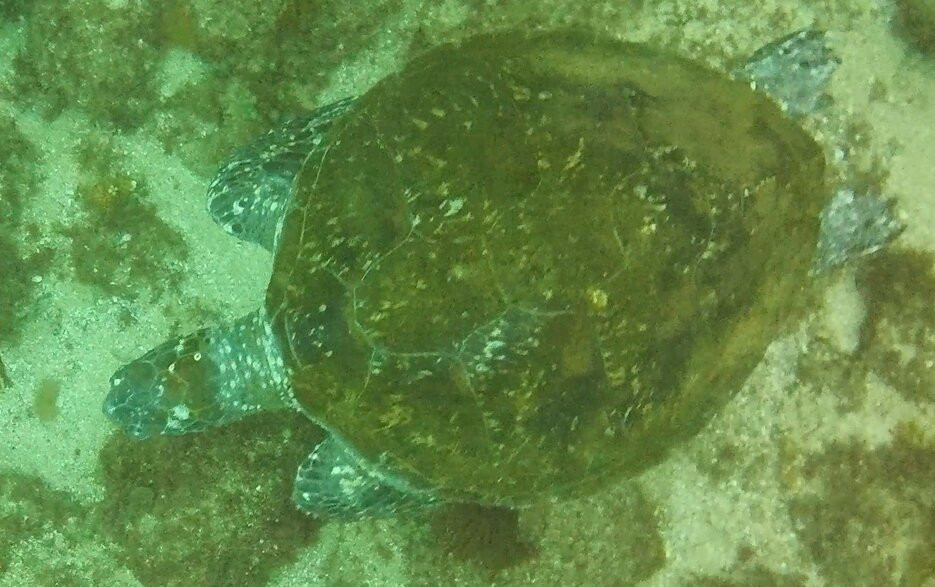 Gold Coast Dive Adventures-Runaway Bay必去景点