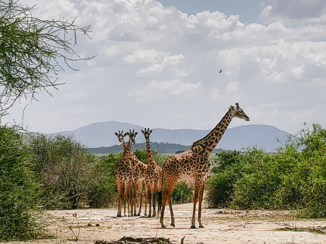 Sam safari & tours-Iringa必去景点