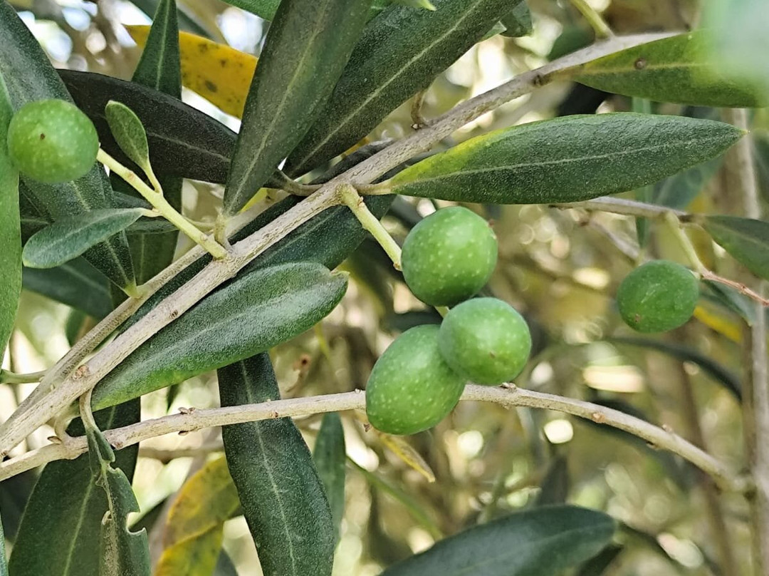 Olivo Pampa-Santana do Livramento必去景点