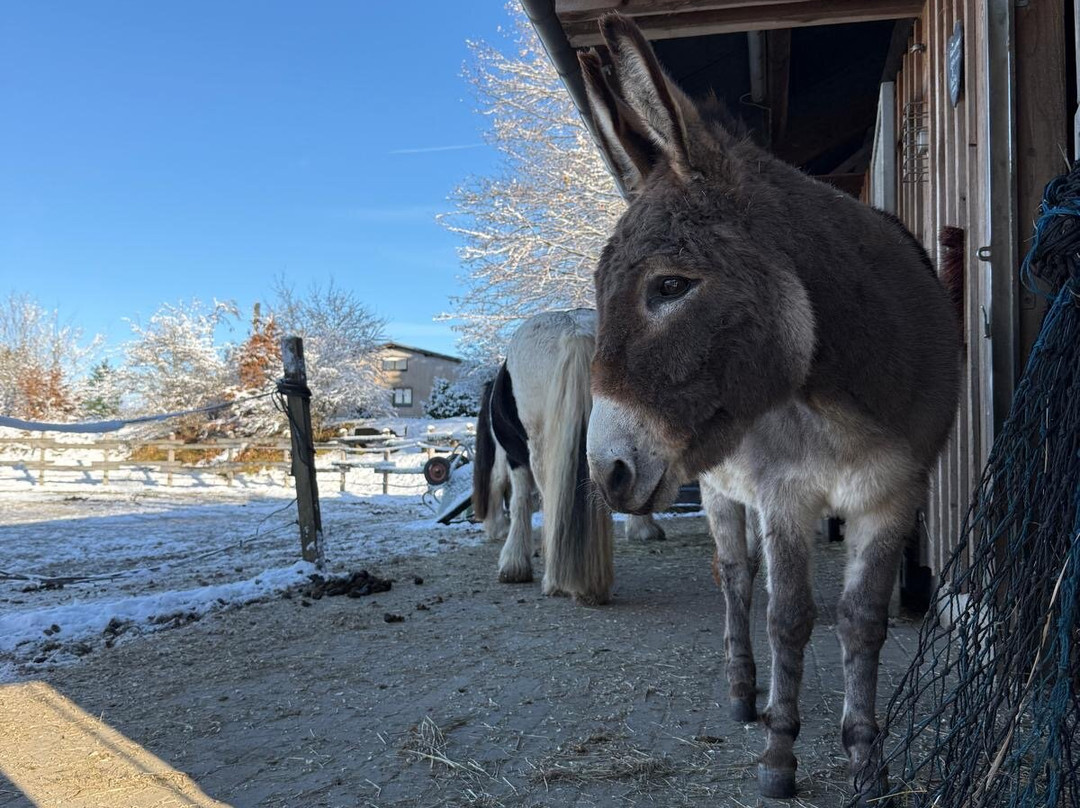 Bergdorf LiebesGrün主图