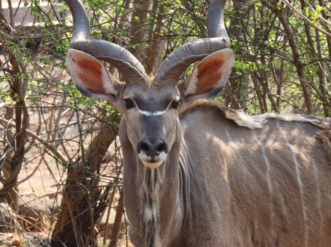 The Wallow Lodge主图