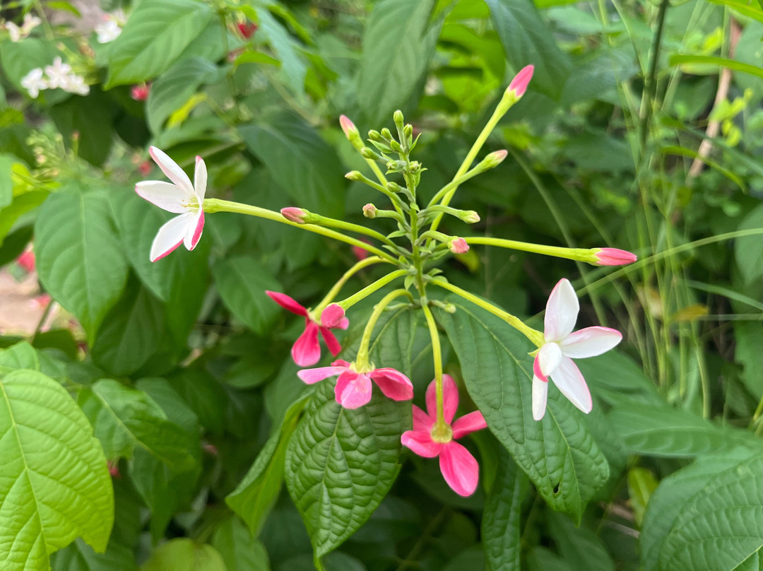 Happy Divers-M'Tsangamouji必去景点