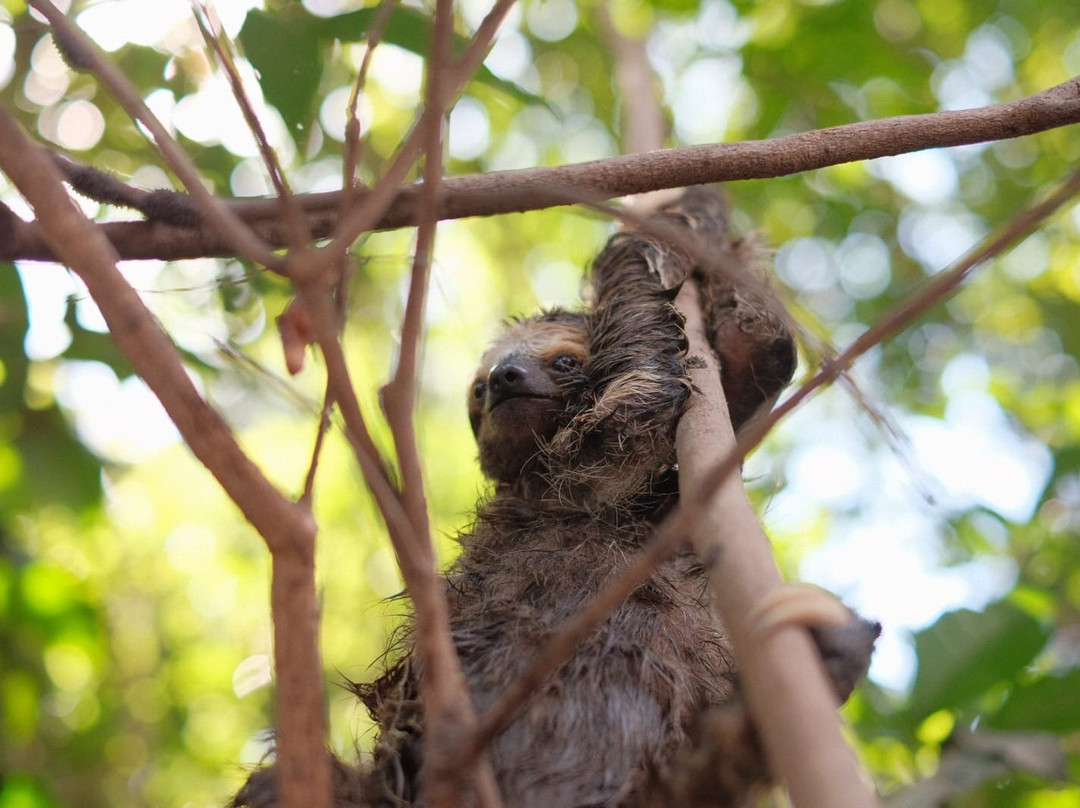 PORANDUBA AMAZÔNIA-玛瑙斯必去景点