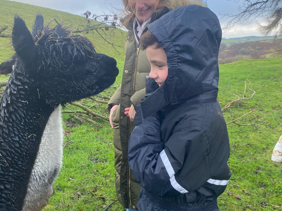 Woolly Experiences, Nercwys, Mold-Mold必去景点