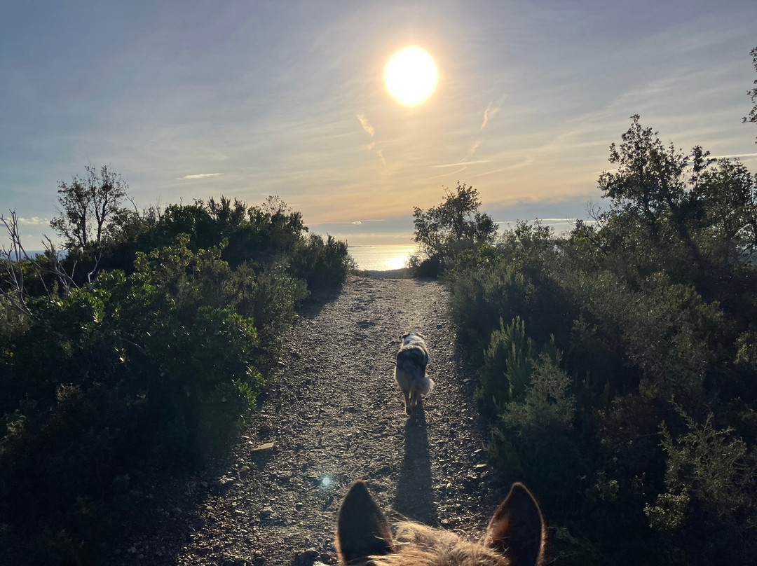 Aventure cheval. Randonnées à cheval-La Crau必去景点