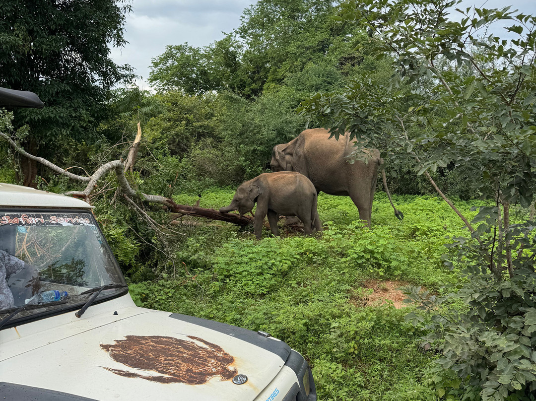 Udawalawe Safari Jeep With Guides-乌达瓦拉维国家公园必去景点