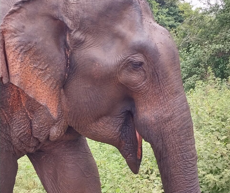 Udawalawe National Park Safari-乌达瓦拉瓦必去景点