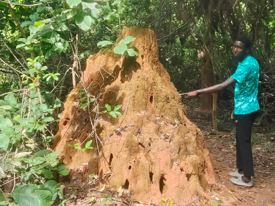 Makasutu Culture Forest-塞瑞库达必去景点