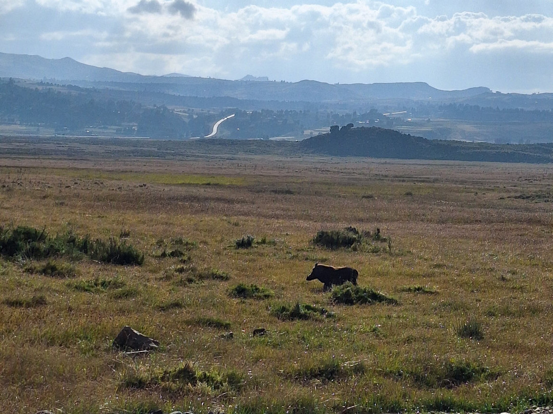 Bale Mountains Outstanding Tours-亚的斯亚贝巴必去景点