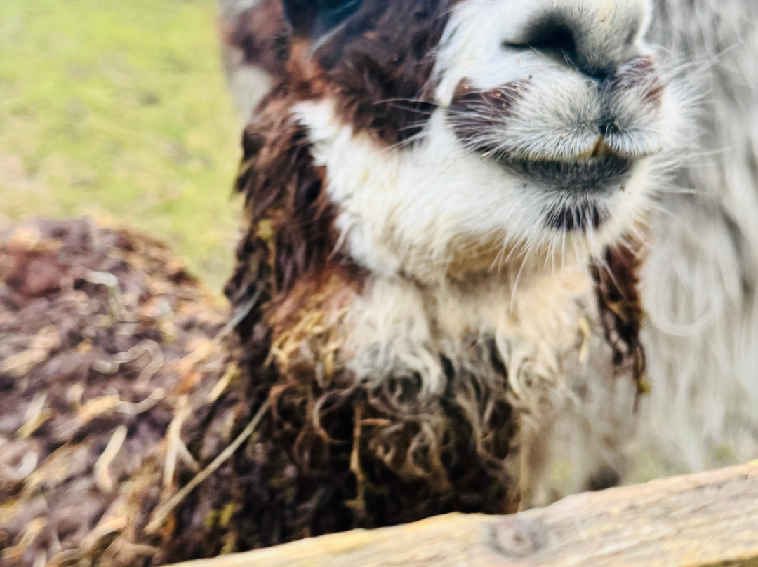 little peru alpaca trekking-Maybole必去景点