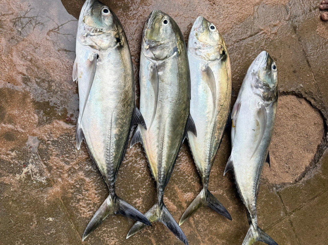 Poseidon Diving Station Sri Lanka-希克杜沃必去景点