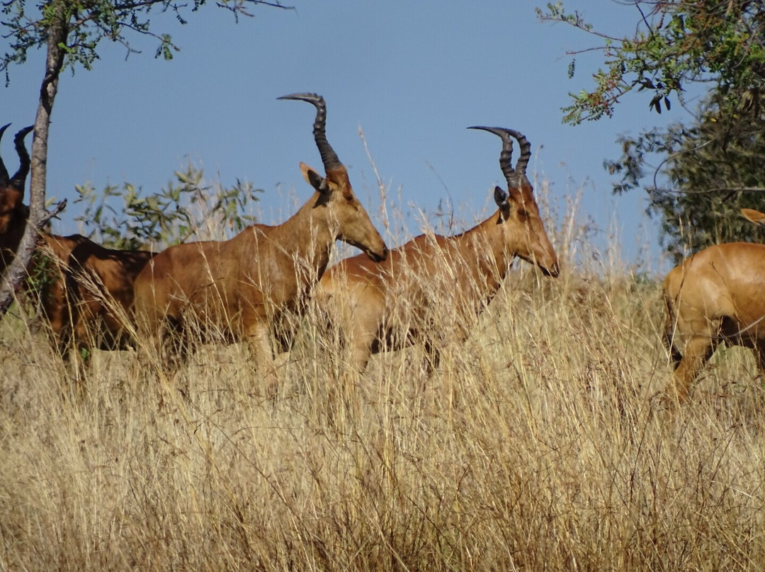Mount Elgon Trekkers-Kapchorwa必去景点