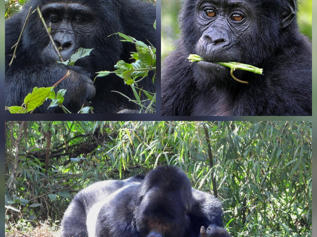 Kazinga Tours - Day Tours-坎帕拉必去景点