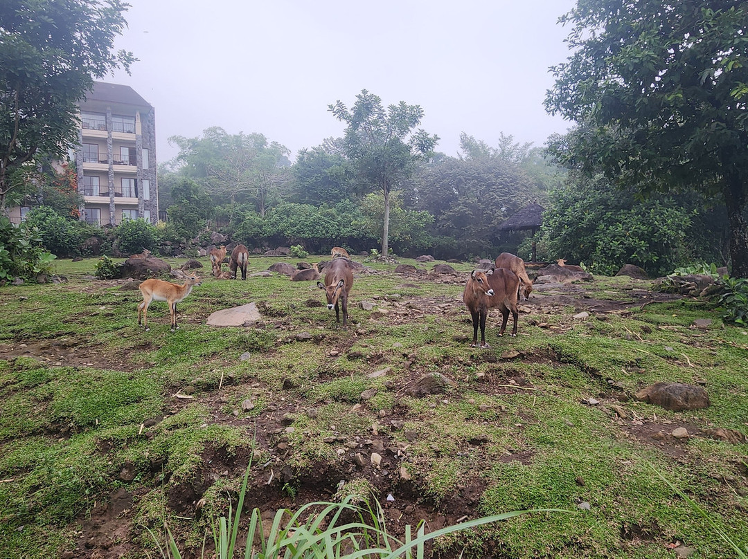 Baobab Safari Resort主图