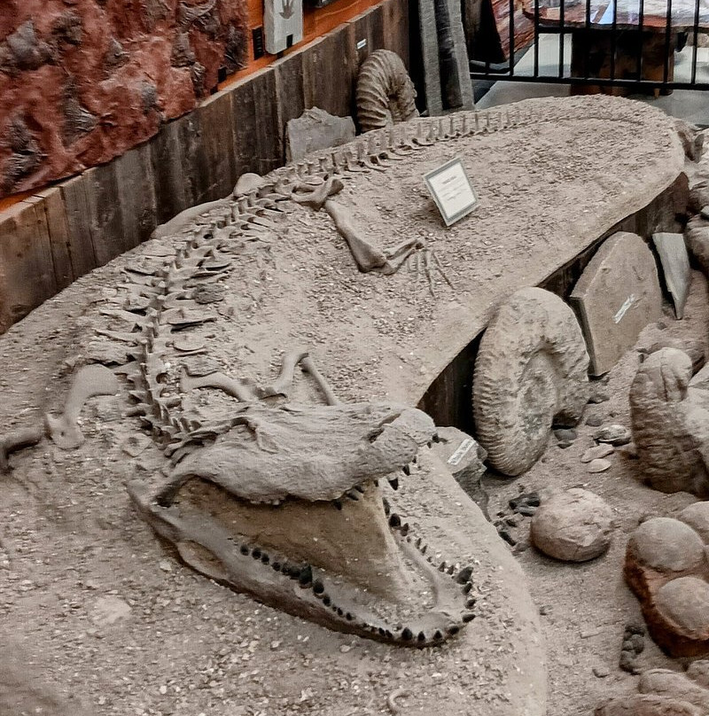 Jim Gray's Petrified Wood Co.-霍尔布鲁克必去景点