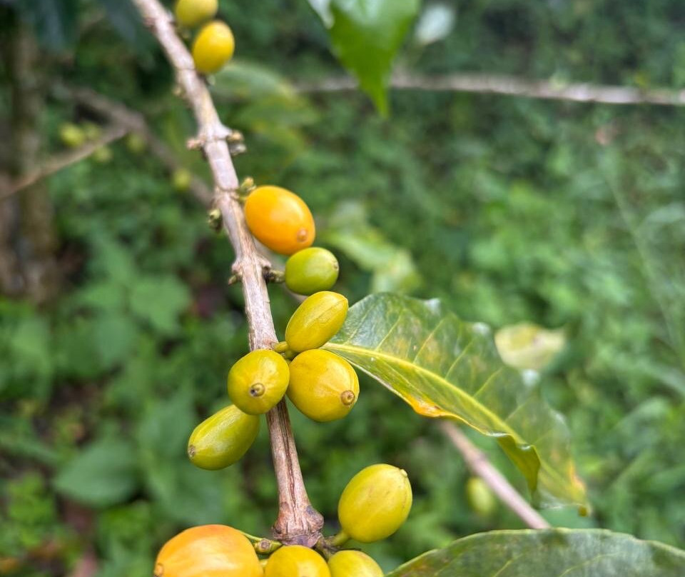 La Union Coffee Farm - Coffee & Fruits Tours-佩雷拉必去景点