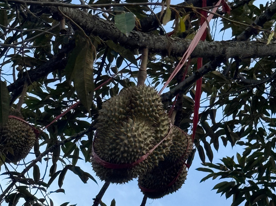 Bli Gojink Bali Professional Bali Driver-新加拉惹必去景点