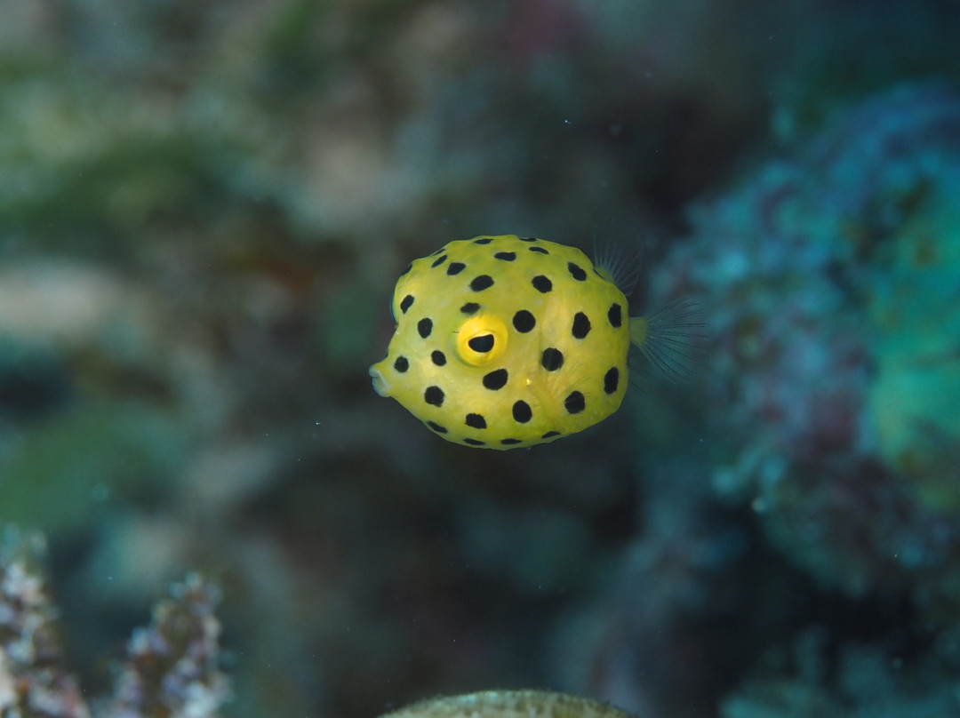 Orca Dive Club - Pereybere-Pereybere必去景点