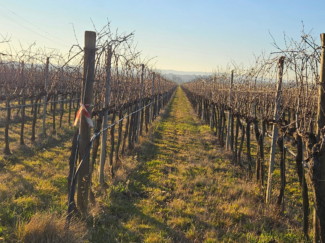 Tenuta di Frassineto-阿雷佐必去景点