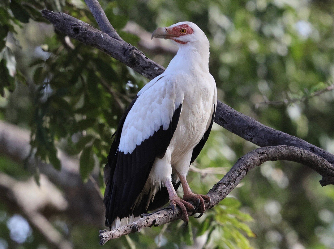 Turaco Birdwatching and Expedition Tours-Bijilo必去景点