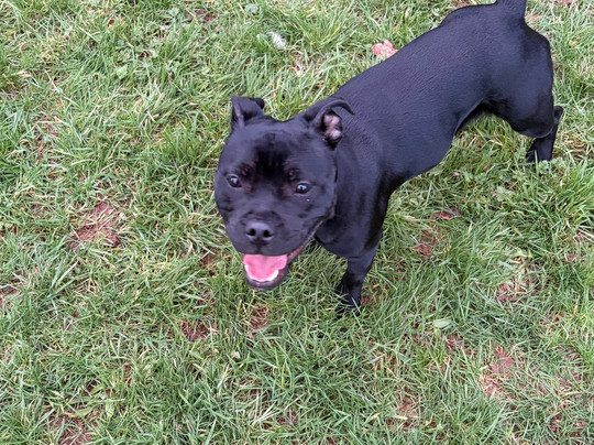 The Greyhound Inn & Hotel主图