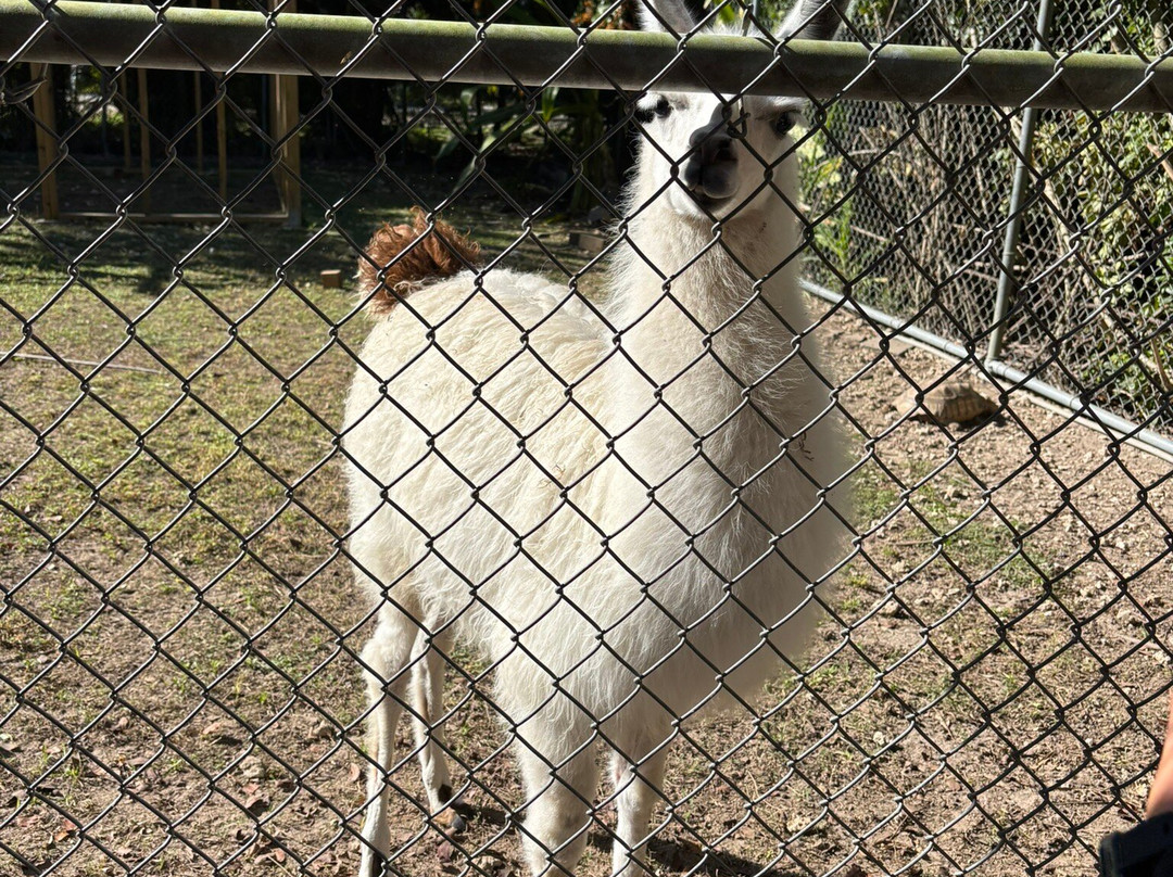 ZWF野生动物园-迈阿密必去景点
