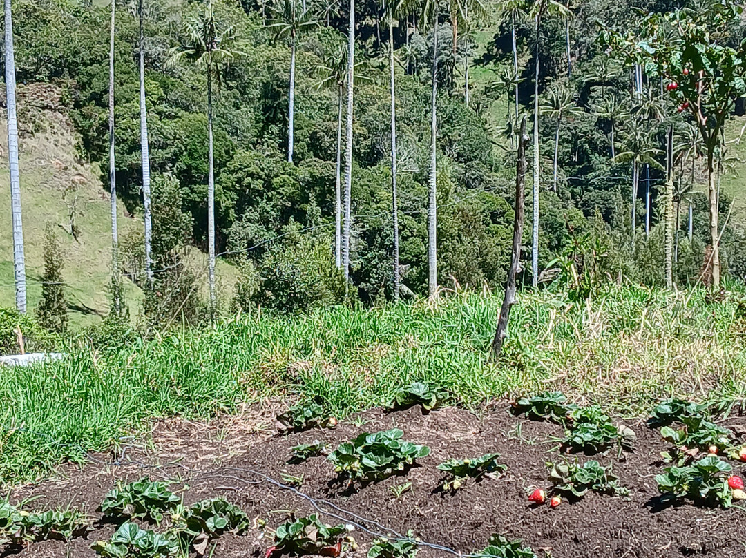 L'Échappée Colombie-麦德林必去景点