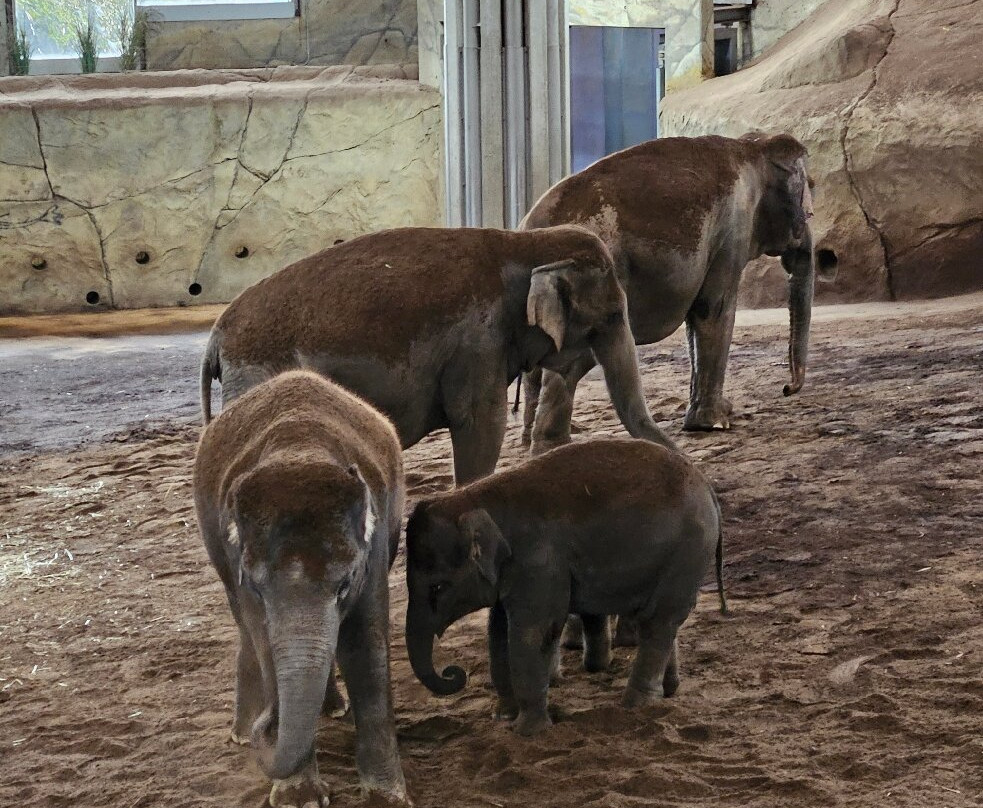 科隆动物园-科隆必去景点