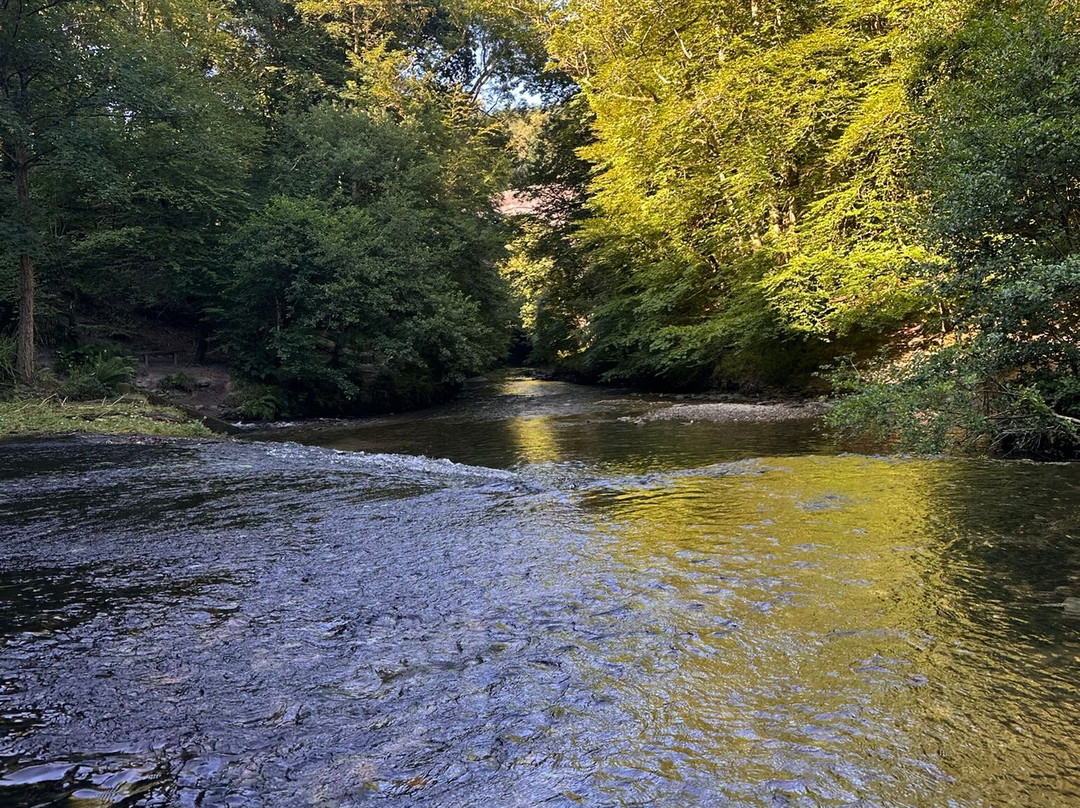 Plymbridge Woods-普利茅斯必去景点