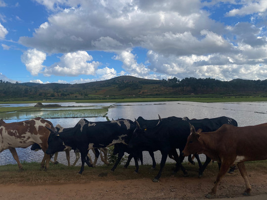 Madagascar Green Tours-安齐拉贝必去景点