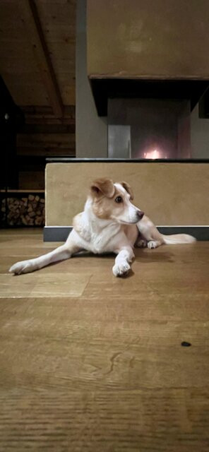 Hotel Der Lowe Lebe Frei主图