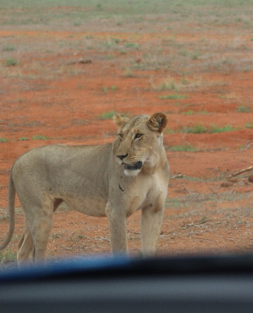 Malik Safari-马林地必去景点
