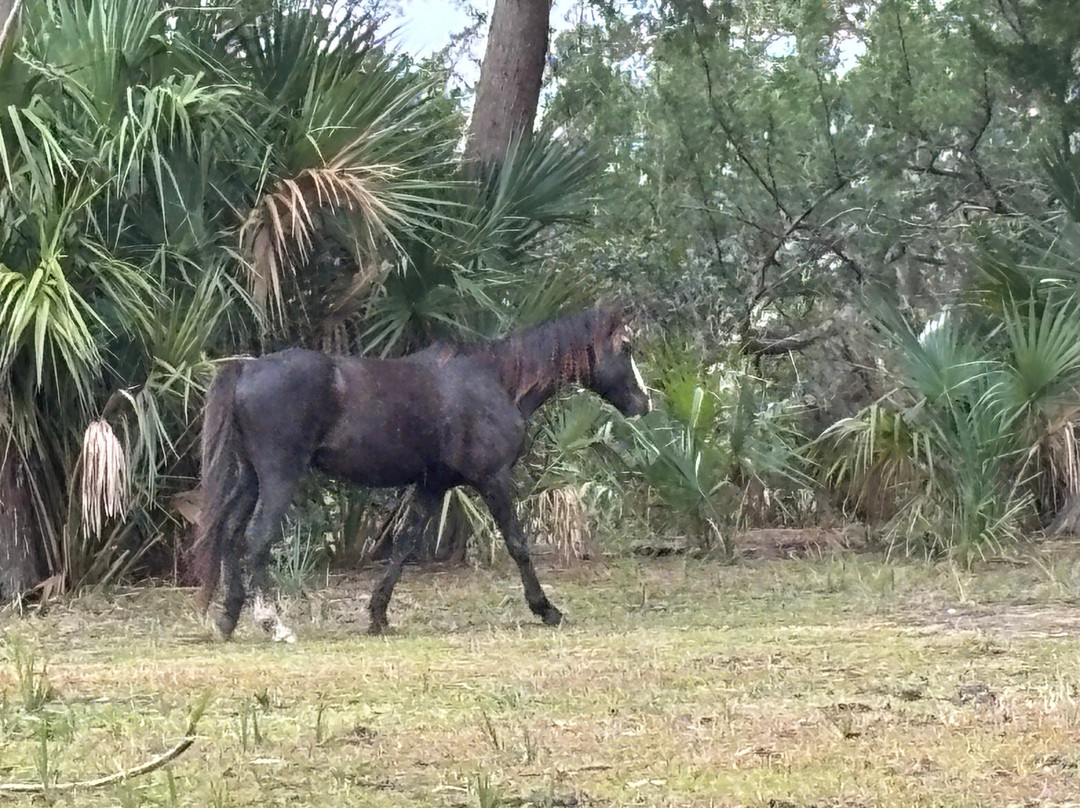Cumberland Island Ferry