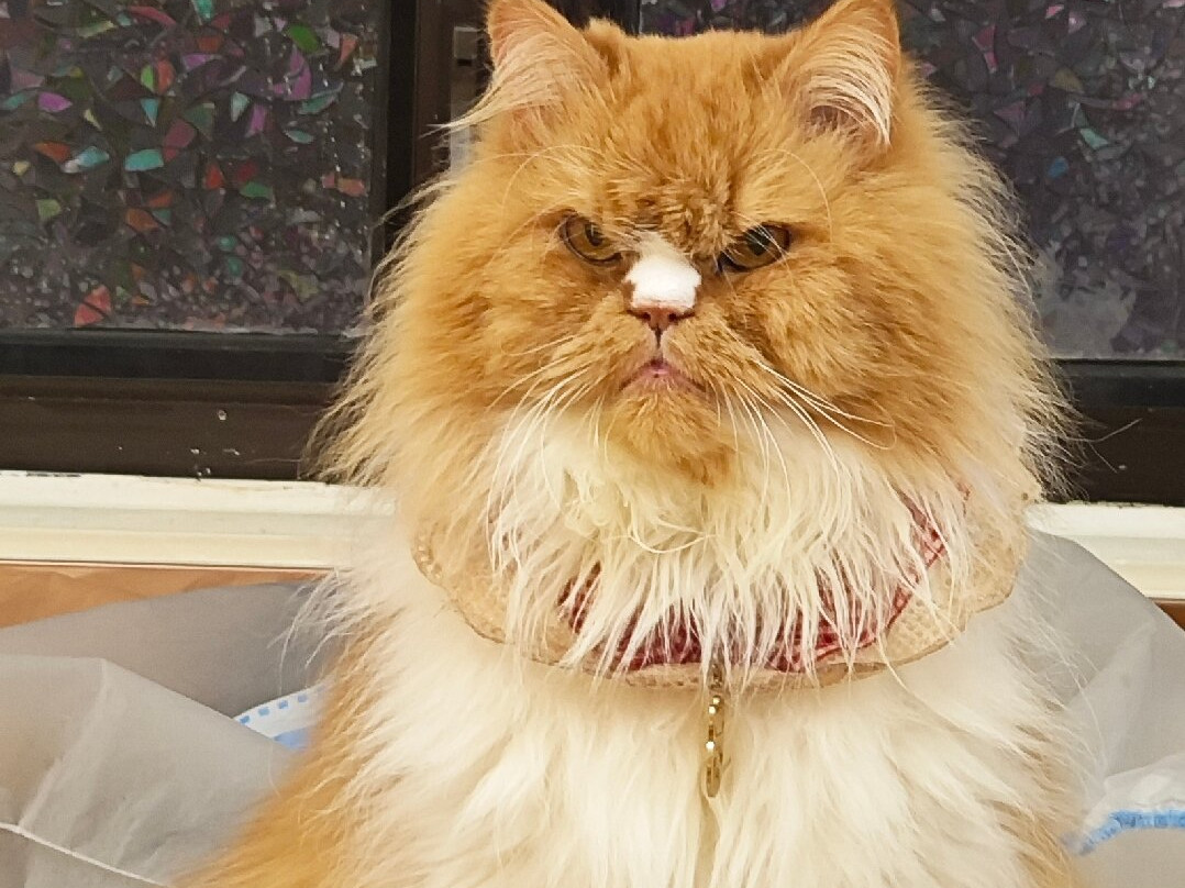 猫之茶房-香港必去景点