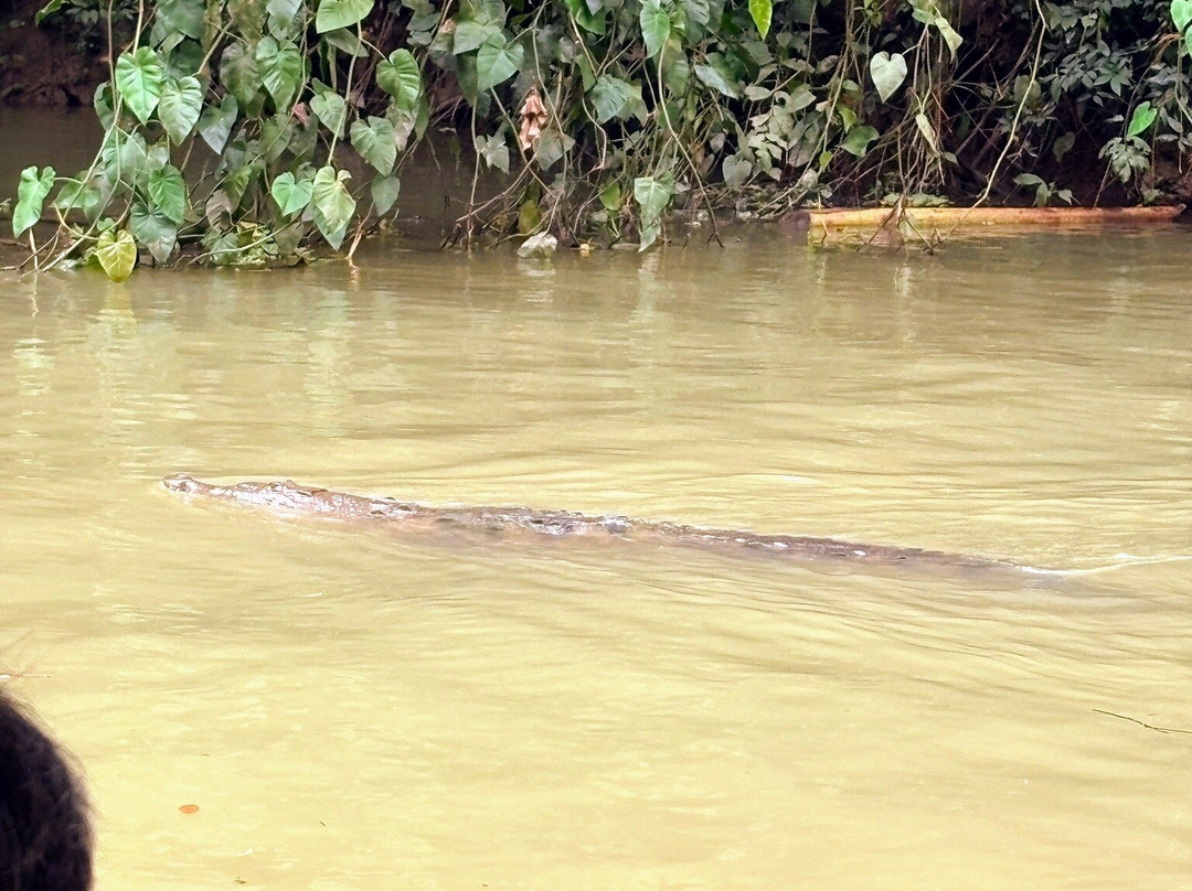 Tortuguero Canal-利蒙港必去景点