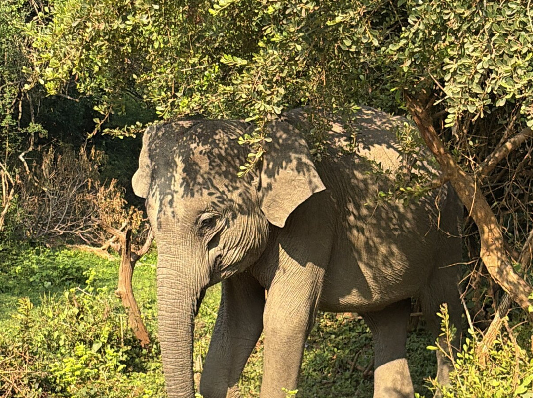 Safari Booking Sri Lanka-Hingurakgoda必去景点