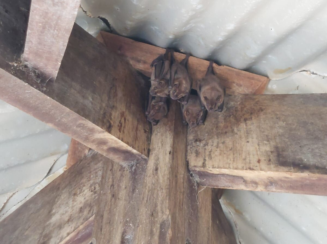 Dénébola Les Plaisirs Nautiques-Le Robert必去景点