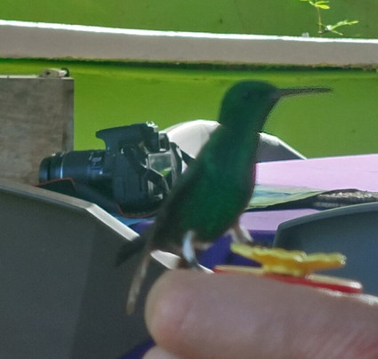 Peter Cox Wildlife Tours-多巴哥必去景点