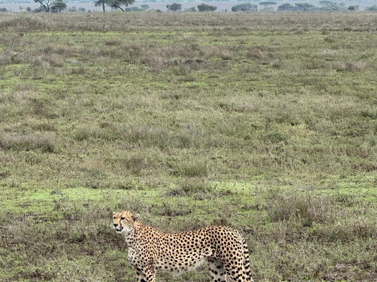 Monkey Adventures-莫西必去景点